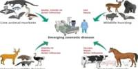 Animals develop the same Chronic Ailments as People do