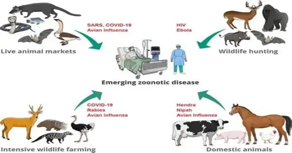 Animals develop the same Chronic Ailments as People do