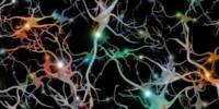 Artificial Neurons that act like actual Brain Cells
