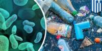 Bacteria found in the Ocean that consume Plastic