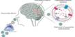 Bacterial Nanopores have Brain-like Learning Capabilities