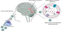 Bacterial Nanopores have Brain-like Learning Capabilities