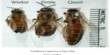 Bees Replace their Queens for a Surprising Cause