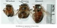 Bees Replace their Queens for a Surprising Cause