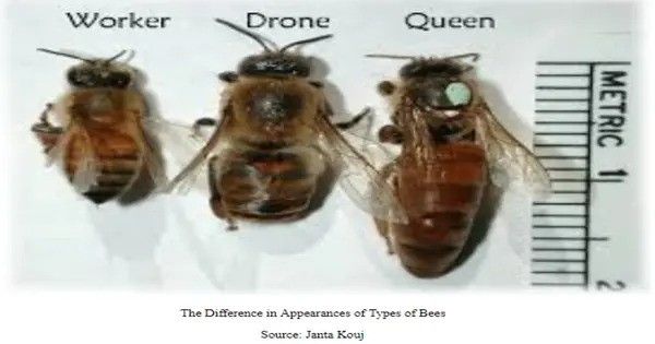 Bees Replace their Queens for a Surprising Cause