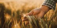 CRISPR Wheat that Produces Fertilizer on its Own