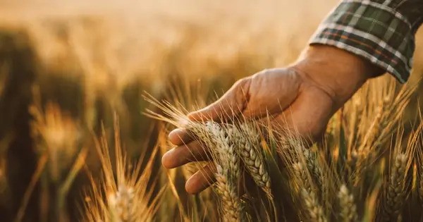 CRISPR Wheat that Produces Fertilizer on its Own