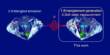 Diamonds have a Quantum edge due to Entangled Spins