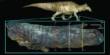 Discovered Dinosaur Mummy with a concealed Crest and Hooves
