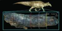 Discovered Dinosaur Mummy with a concealed Crest and Hooves