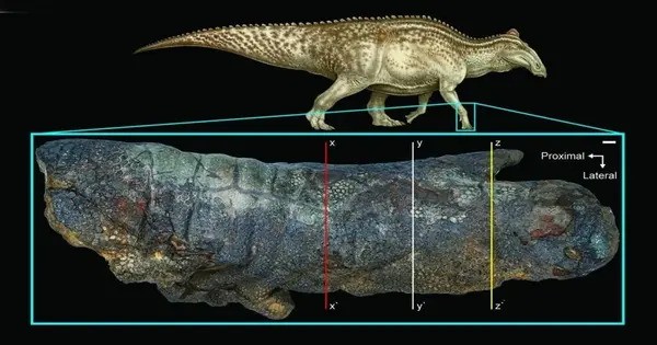 Discovered Dinosaur Mummy with a concealed Crest and Hooves