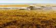 Finally, Researchers Figure out what causes enormous Sargassum Blooms