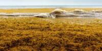 Finally, Researchers Figure out what causes enormous Sargassum Blooms