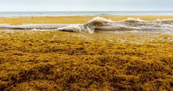 Finally, Researchers Figure out what causes enormous Sargassum Blooms