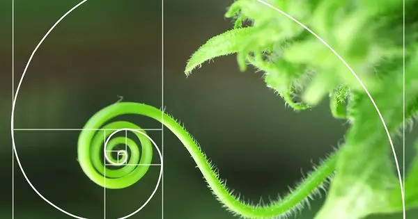 Freedom is inherent to Nature’s Math