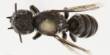 In Western Australia, a little insect with Devil Horns was found
