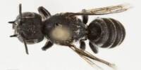 In Western Australia, a little insect with Devil Horns was found
