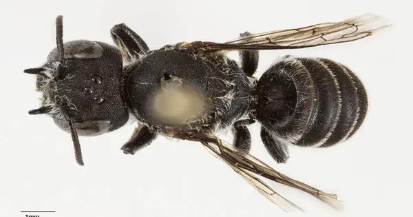 In Western Australia, a little insect with Devil Horns was found