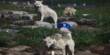 In most Dogs, scientists find secret Wolf DNA