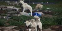 In most Dogs, scientists find secret Wolf DNA