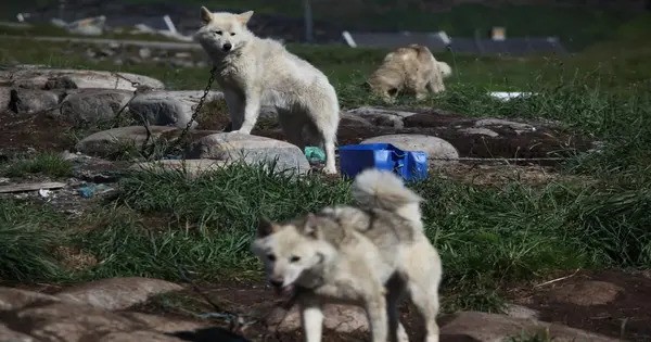 In most Dogs, scientists find secret Wolf DNA