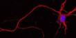 Researchers Create Synthetic Neurons that Function similarly to Natural Ones