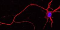 Researchers Create Synthetic Neurons that Function similarly to Natural Ones