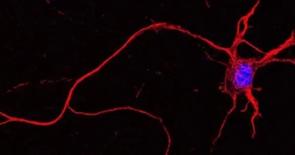 Researchers Create Synthetic Neurons that Function similarly to Natural Ones