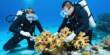 Researchers have now discovered how Corals regenerate on the Reef