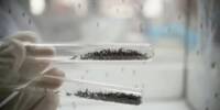 Scientists Transform Flower Smell into a Mosquito Killer