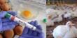 Scientists are concerned about Bird Flu’s very high Heat Tolerance