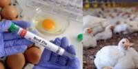 Scientists are concerned about Bird Flu’s very high Heat Tolerance
