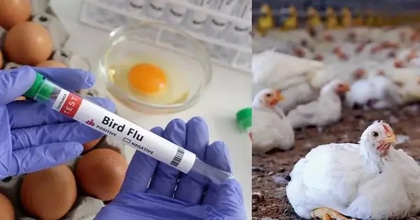 Scientists are concerned about Bird Flu’s very high Heat Tolerance