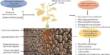 Soil Bacteria remember Drought and aid Plant Survival