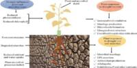 Soil Bacteria remember Drought and aid Plant Survival