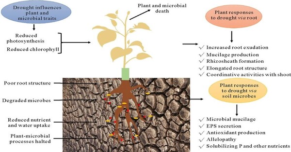 Soil Bacteria remember Drought and aid Plant Survival