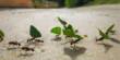To Save Colony, doomed Ants release a last Smell