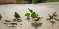 To Save Colony, doomed Ants release a last Smell
