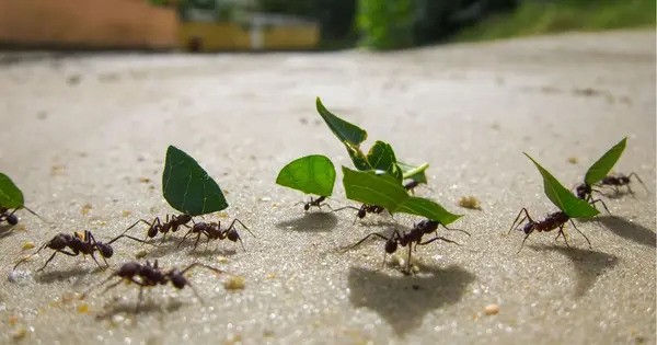 To Save Colony, doomed Ants release a last Smell