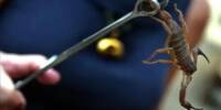 Venom of Amazon Scorpions is incredibly effective against Breast Cancer