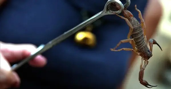 Venom of Amazon Scorpions is incredibly effective against Breast Cancer
