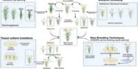 Crop Self-fertilization could result from a little Root Mutation
