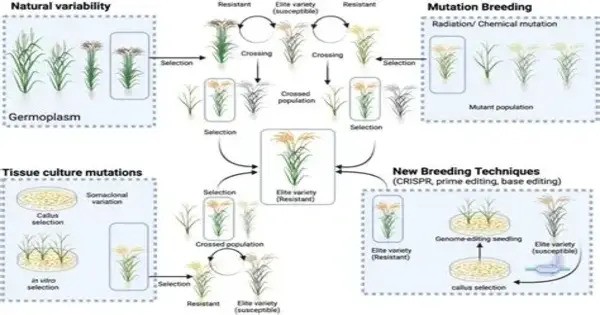 Crop Self-fertilization could result from a little Root Mutation