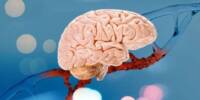Researchers discover a Brain chemical linked to Trauma and Sadness