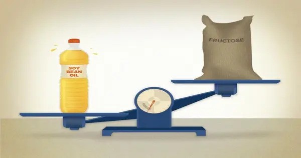 Researchers discover a hidden cause of Obesity in Soybean Oil