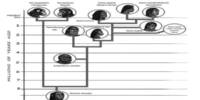 Researchers discover an unexpected connection between Human Evolution and Lead