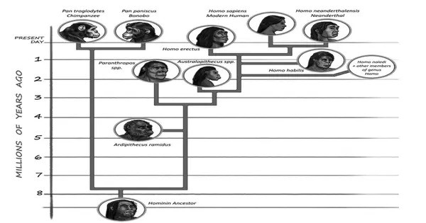 Researchers discover an unexpected connection between Human Evolution and Lead