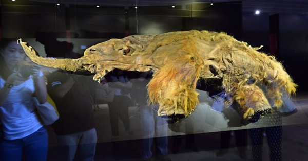 Scientists find 40,000-year-old Mammoth RNA that still contains Information