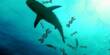 Seawater DNA exposes missing Hammerhead Sharks