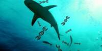 Seawater DNA exposes missing Hammerhead Sharks
